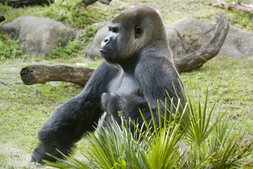 Gorilla