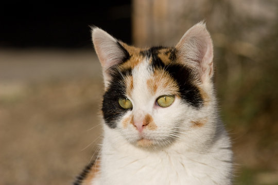 chat
