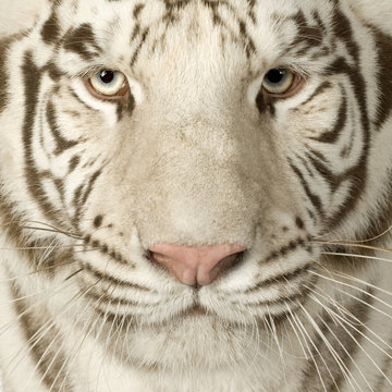 White Tiger  (3 years)