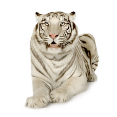 Obraz premium White Tiger (3 years)