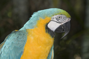 Blue and Yellow Macaw