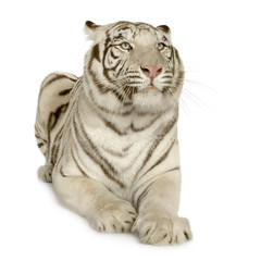 Fototapeta na wymiar Biały Tygrys (3 lata)