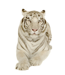 Fototapeta na wymiar White Tiger (3 lata)
