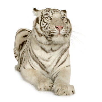 White Tiger  (3 years)