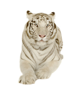 White Tiger  (3 years)