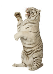 White Tiger  (3 years)