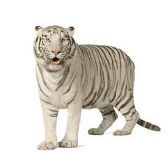 Crédence de cuisine en verre imprimé Tigre Tigre blanc (3 ans)