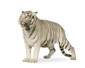 White Tiger  (3 years)