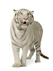 Fototapeta na wymiar White Tiger (3 lata)