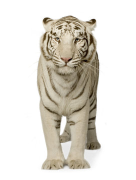 White Tiger  (3 years)