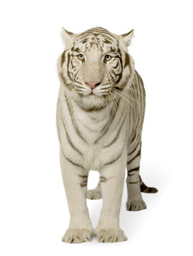 White Tiger  (3 years)
