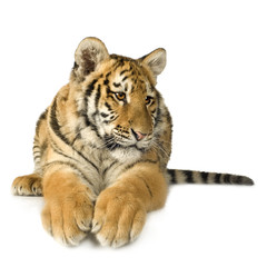 Obraz premium Tiger cub (5 months)