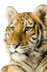 Tiger cub (5 months)