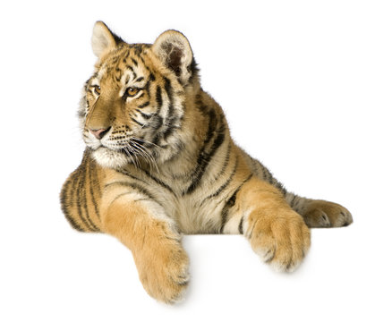 Tiger cub (5 months)