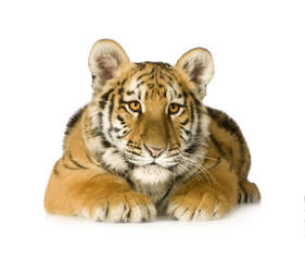 Tiger cub (5 months)