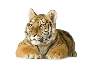 Tiger cub (5 months)