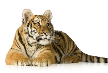 Tiger cub (5 months)