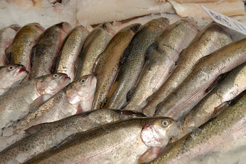 trout on fishmonger's slab