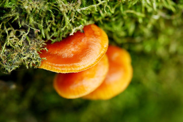 Orange mushroom on moss - closeup shot