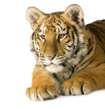 Tiger cub (5 months)
