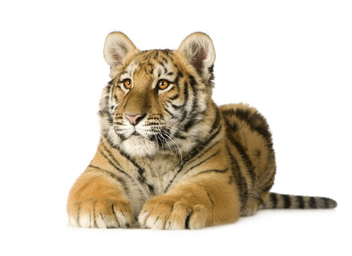 Tiger cub (5 months)