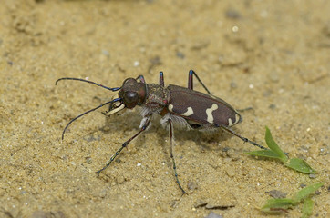 Tiger beetle (Cicindela)