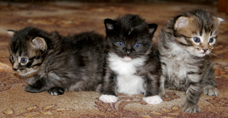 Three kittens
