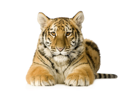 Tiger cub (5 months)