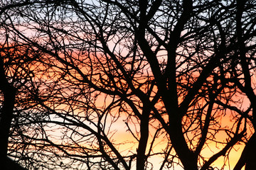 abend, baum