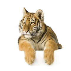 Fototapeta na wymiar Tiger cub (5 months)