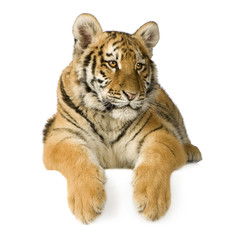 Obraz na płótnie Canvas Tiger cub (5 miesięcy)