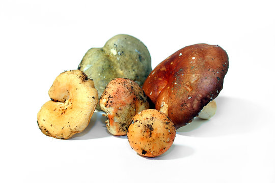 Funghi