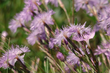 Oeillet de montpellier,aude,pyrénées