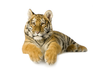 Fototapeta na wymiar Tiger cub (5 miesięcy)