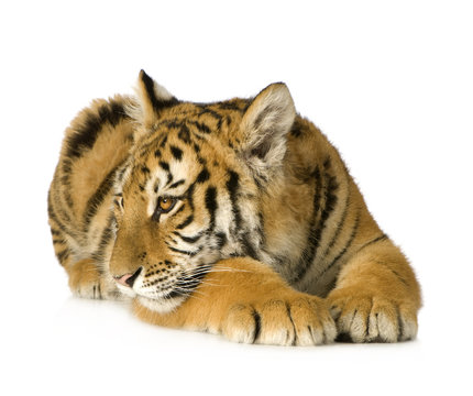 Fototapeta Tiger cub (5 months)