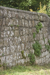 Brick wall with vegetation