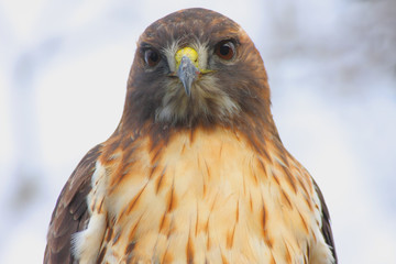 Red-tailed Hawk (buteo jamaicensis)