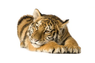 Obraz premium Tiger cub (5 months)