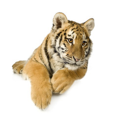 Obraz premium Tiger cub (5 months)