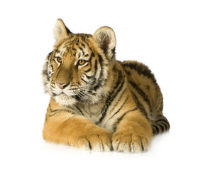Tiger cub (5 months) © Eric Isselée