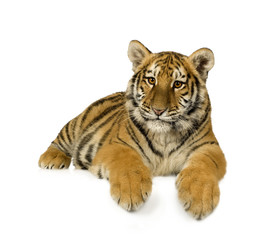 Tiger cub (5 months)