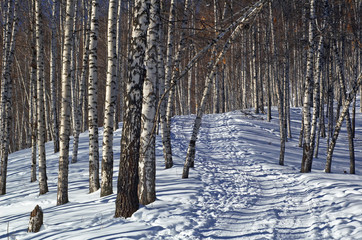 Foot path in winter birch forest