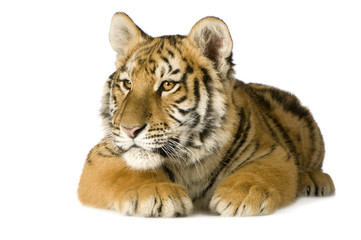 Fototapeta premium Tiger cub (5 months)