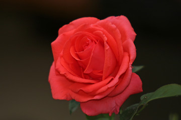 Detailansicht einer schönen roten Rose