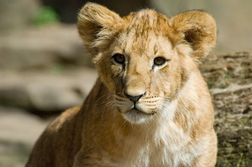 Fototapeta na wymiar słodkie lwiątko