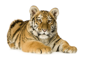 Obraz premium Tiger cub (5 months)