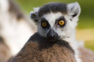 cute ring-tailed lemur