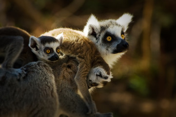 mother and baby lemur © Eric Gevaert