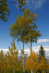 Fototapeta premium Autumn trees and blue sky