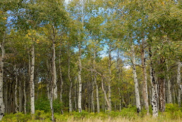 White birch forest © Marzanna Syncerz